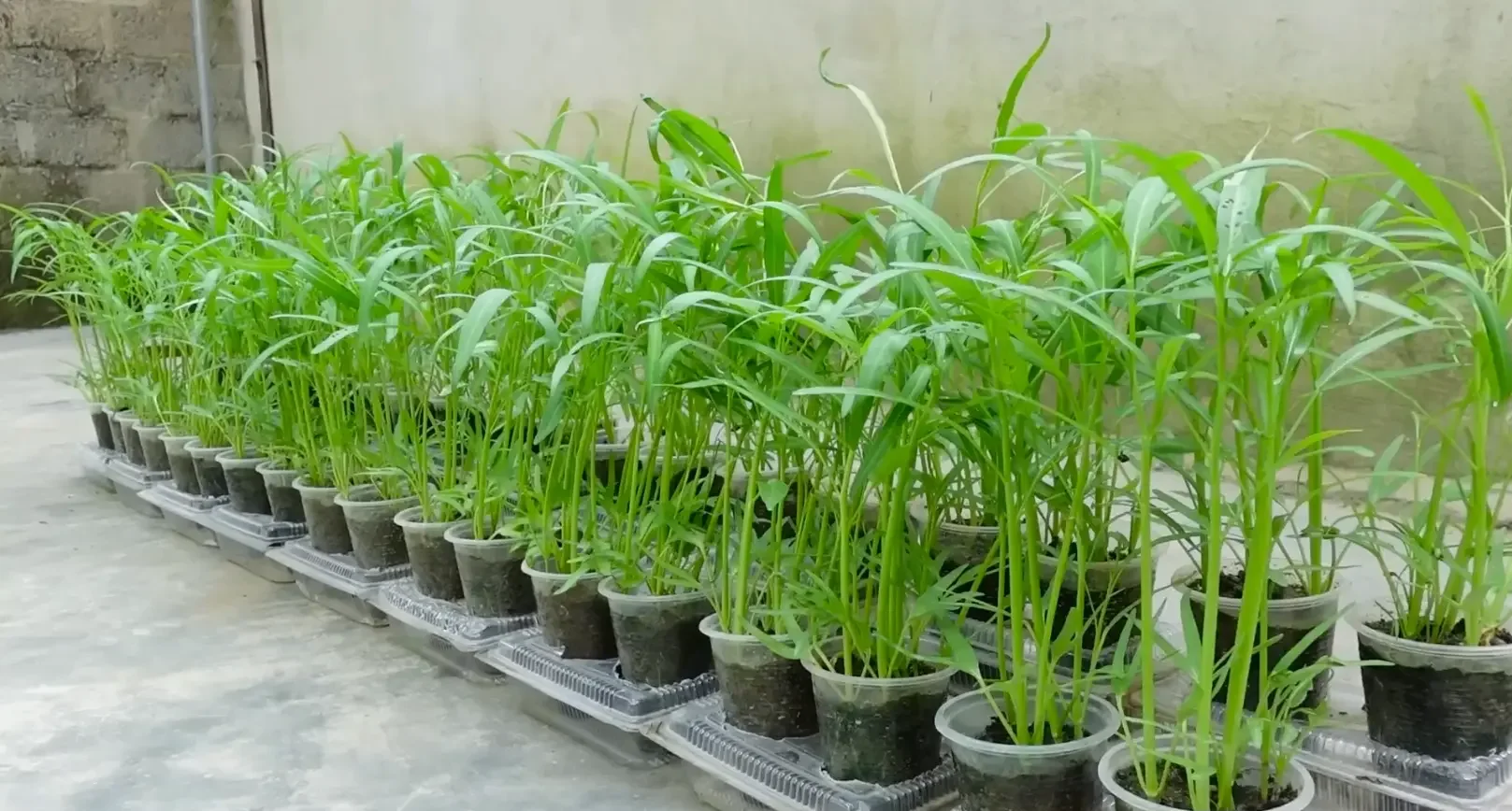 空心菜的种植方法 空心菜怎么种植容易发芽