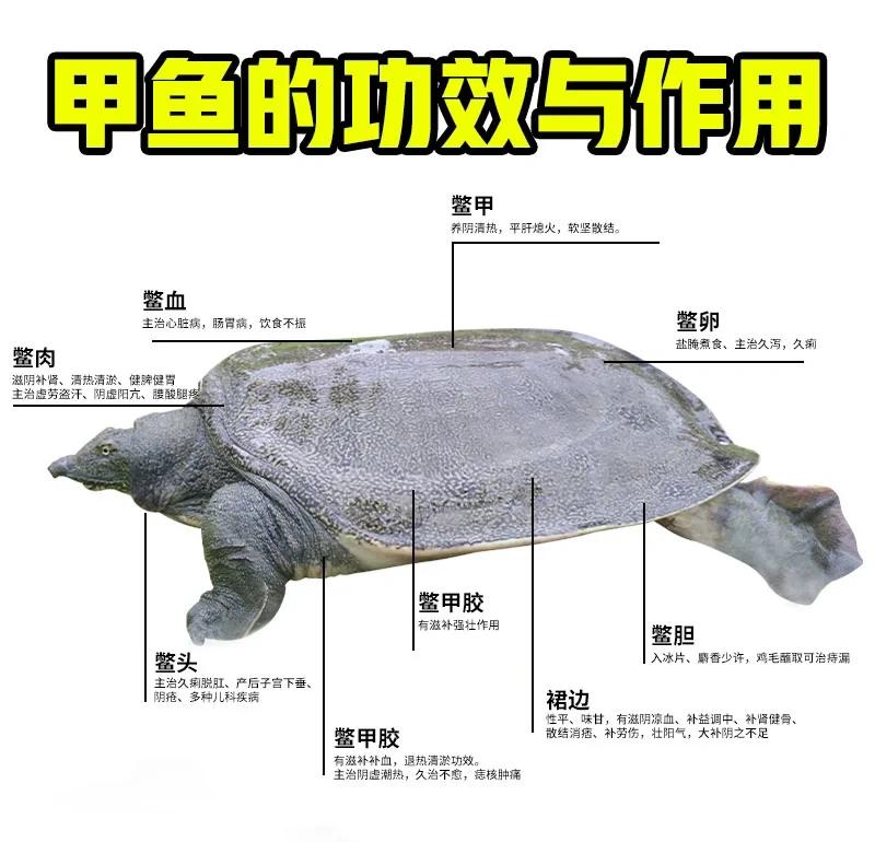 甲鱼养殖场