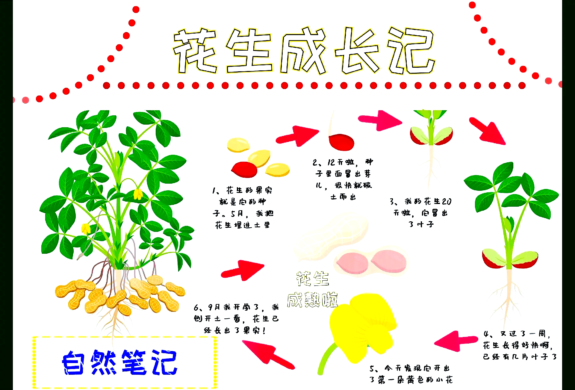 花生种植技术