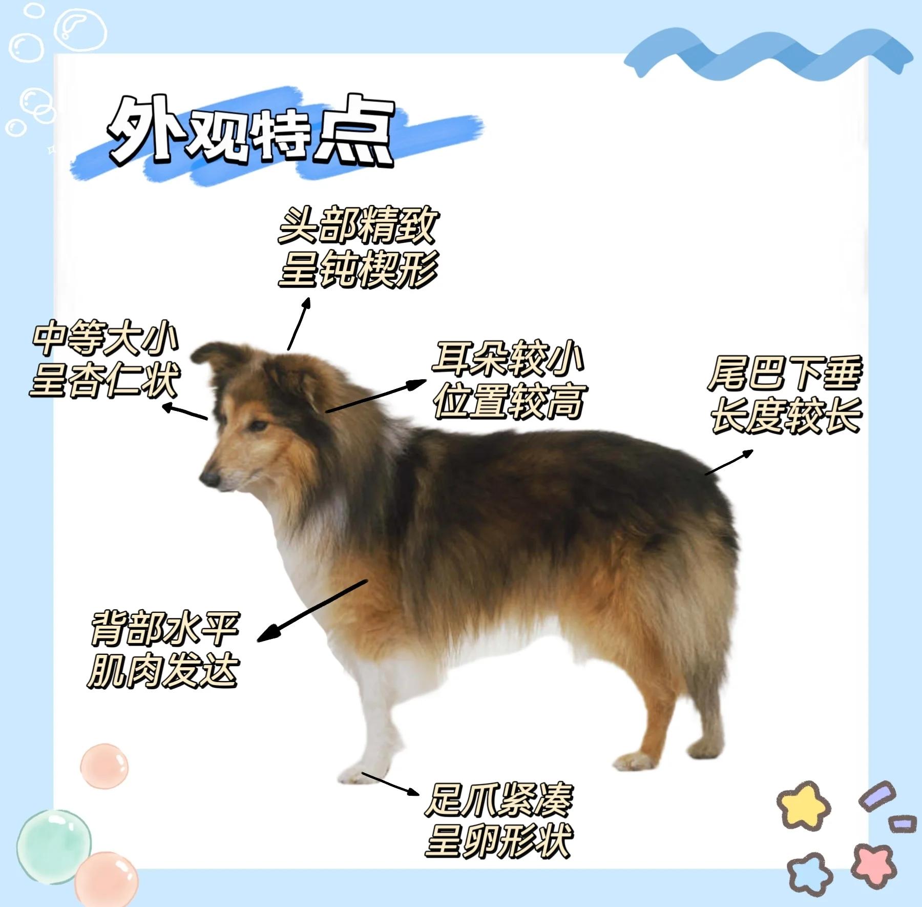 牧羊犬价格