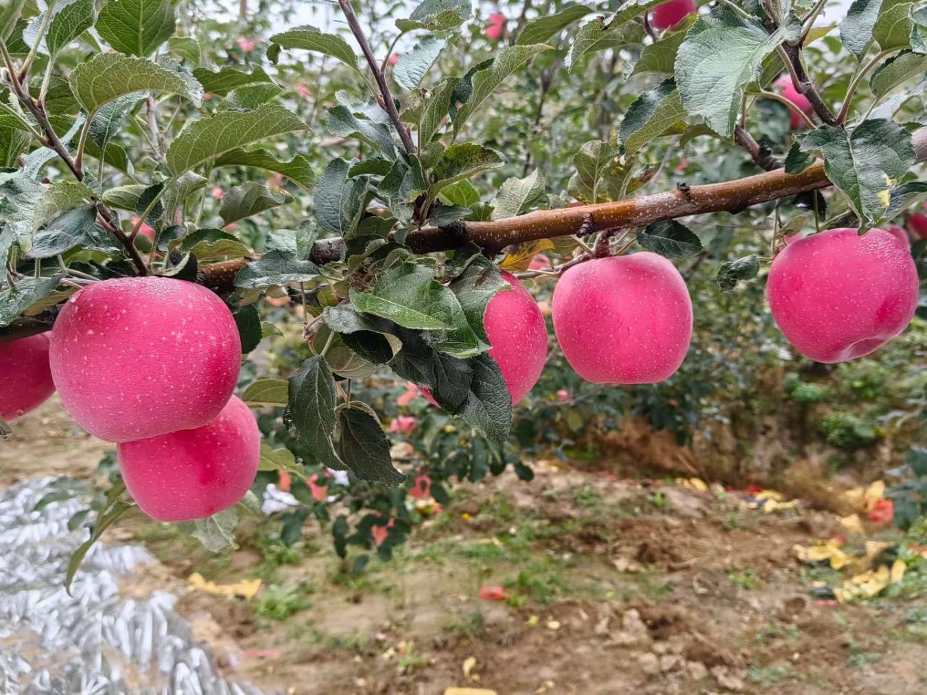 红富士苹果产地在哪里
