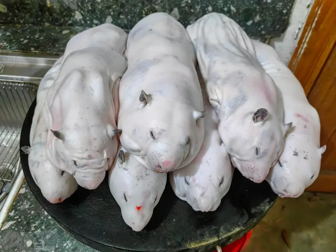 竹鼠认主人 芒鼠和竹鼠的区别及竹鼠怎么杀
