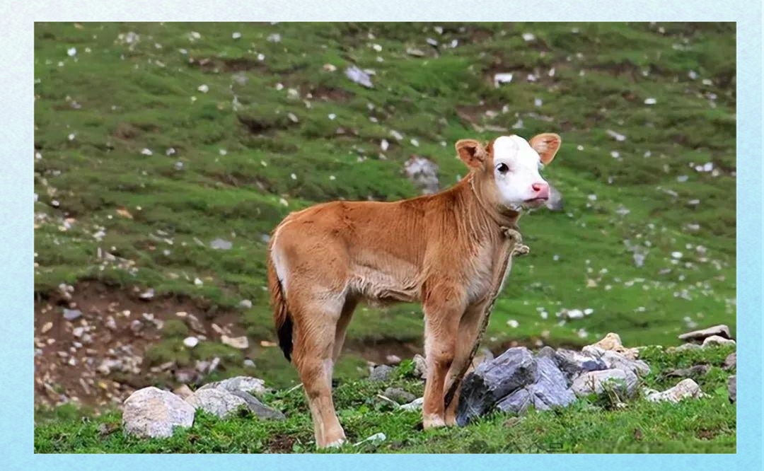 6000头绵羊之死与美军化武计划...