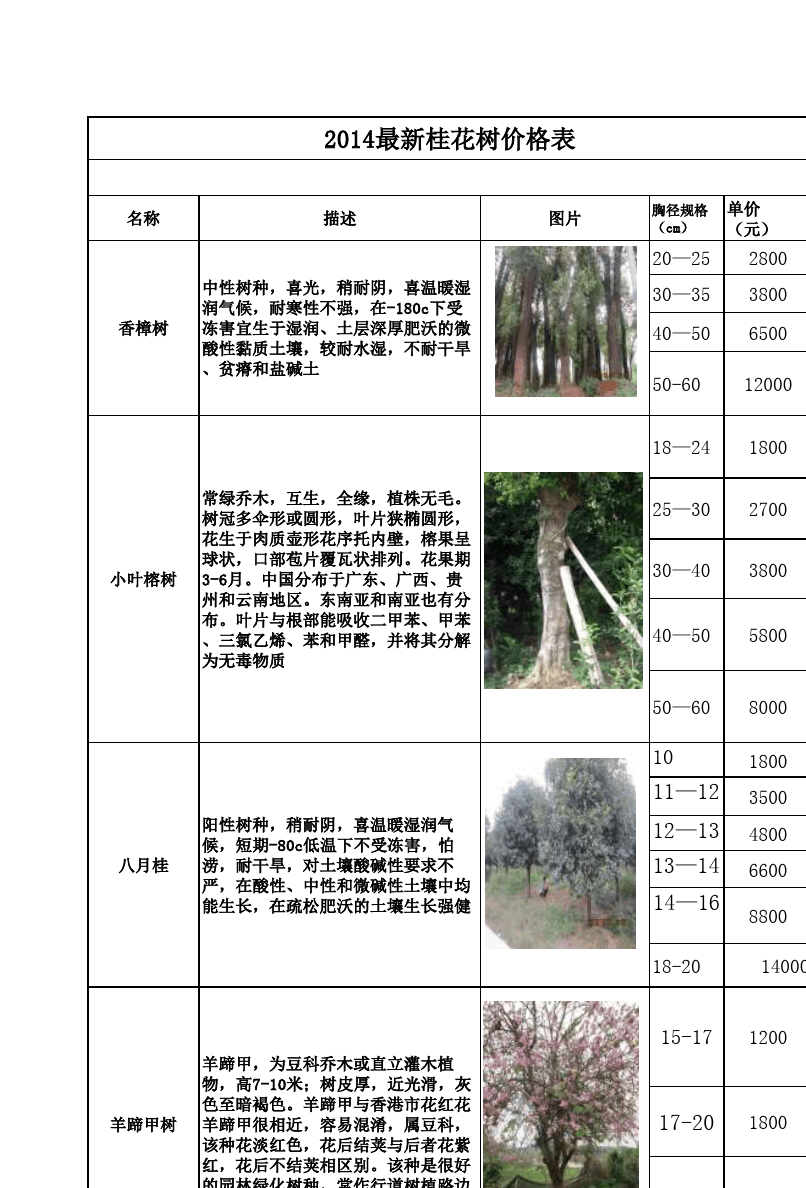 桂花树价格