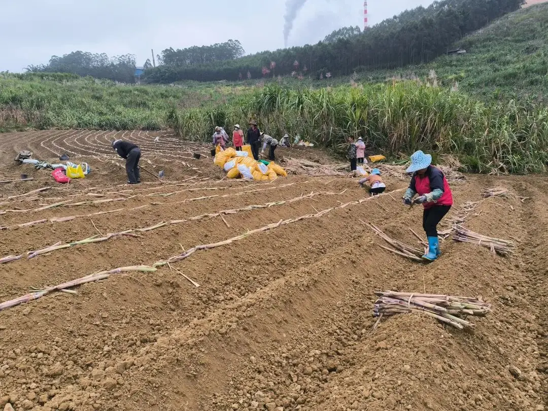 甘蔗种植技术方法 黄金甘蔗怎么种植