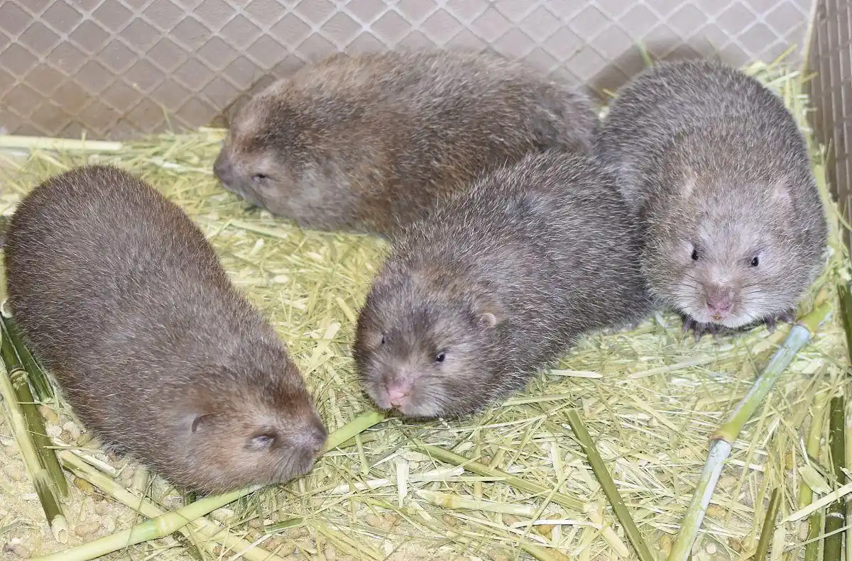 竹鼠