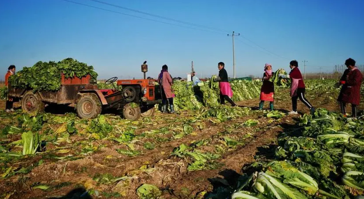 今春蔬菜滞销的根本原因 蔬菜滞销外销是办法吗