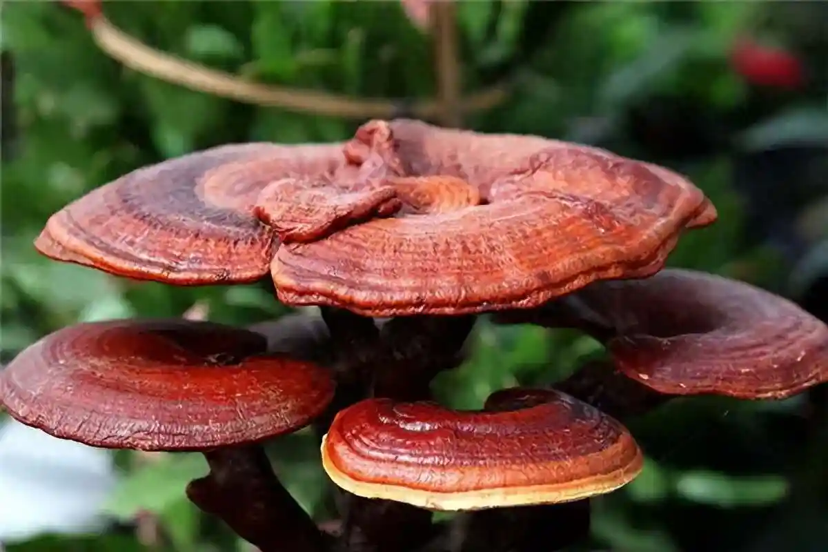 灵芝种植