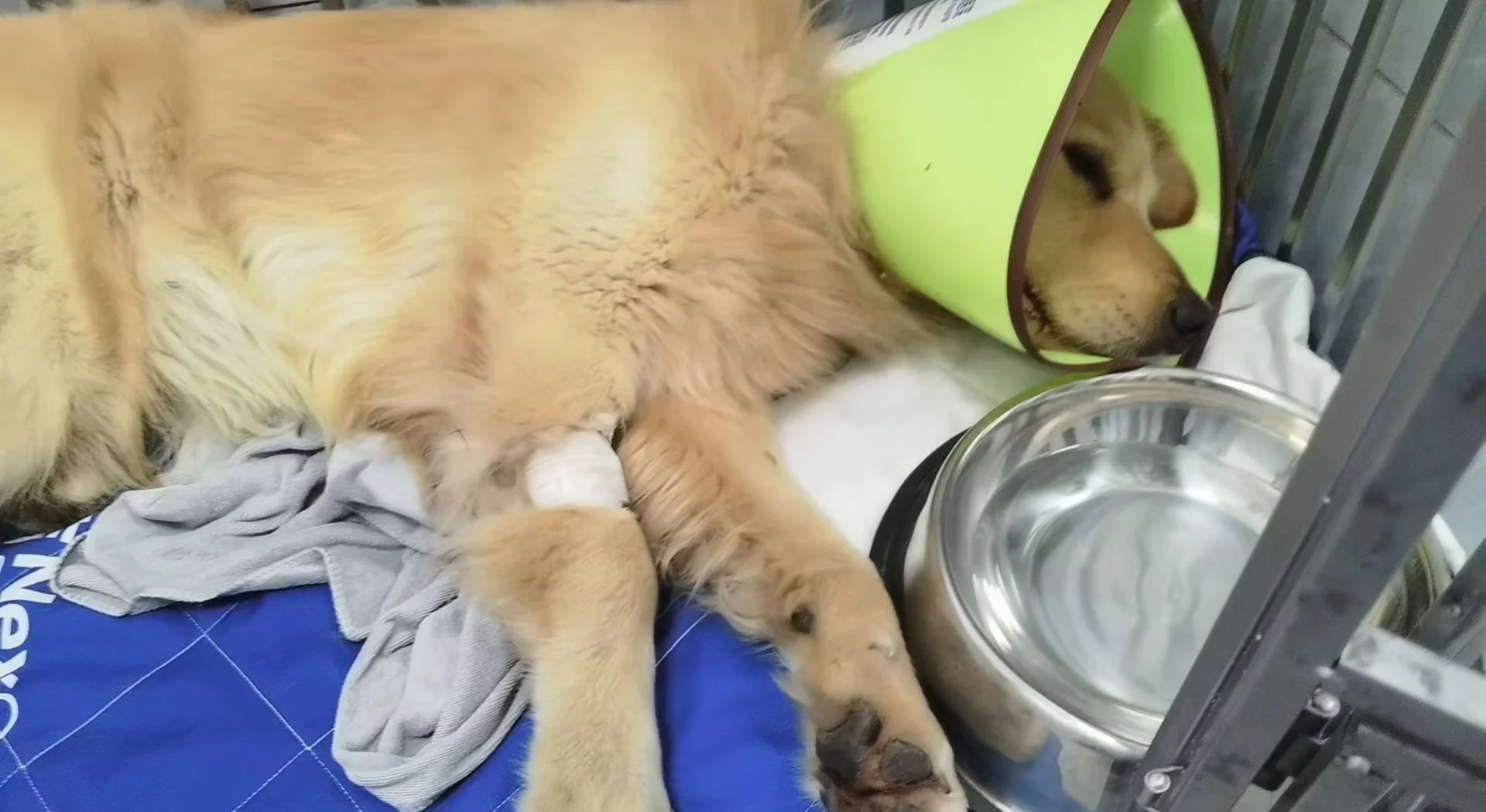 20个小时,5岁金毛犬如何用体温拯救了主人?...