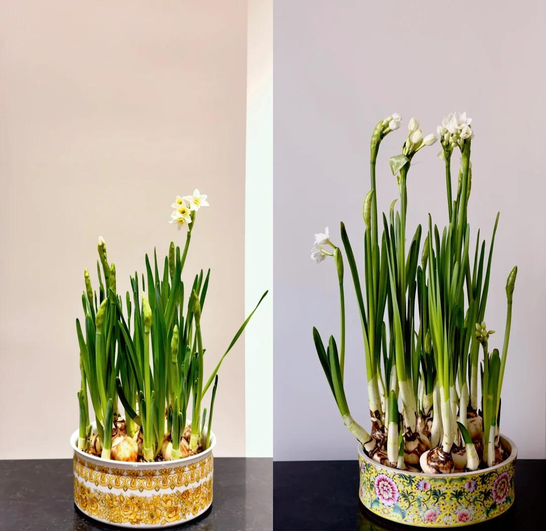 水仙花的养殖方法和不开花的原因 水仙花怎么养水培和土培