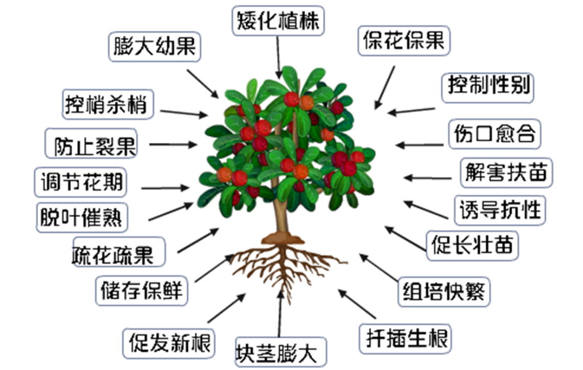 激素是天使还是魔鬼 正确认识激素作用与副作用