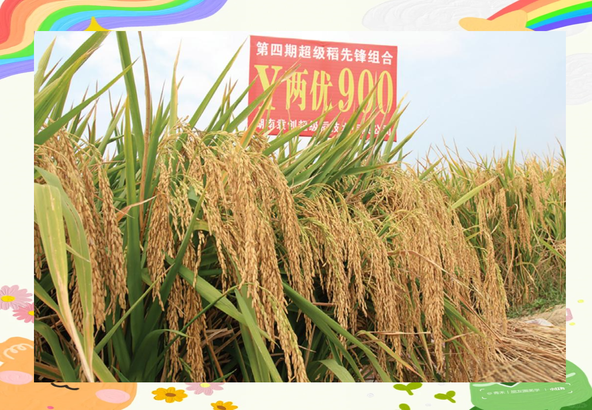 转基因水稻