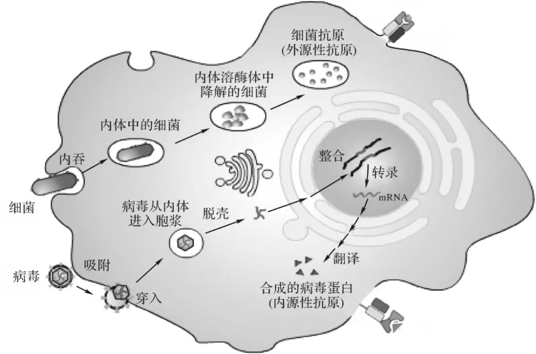 巨噬细胞——人类身体里的食“废”者?...