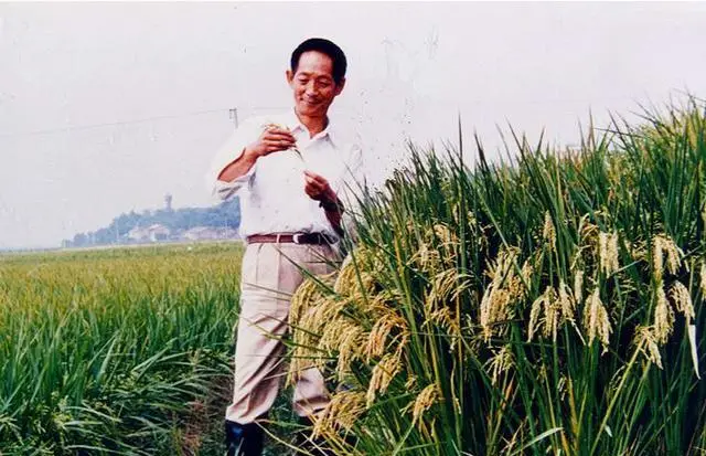 杂交水稻什么时候问世
