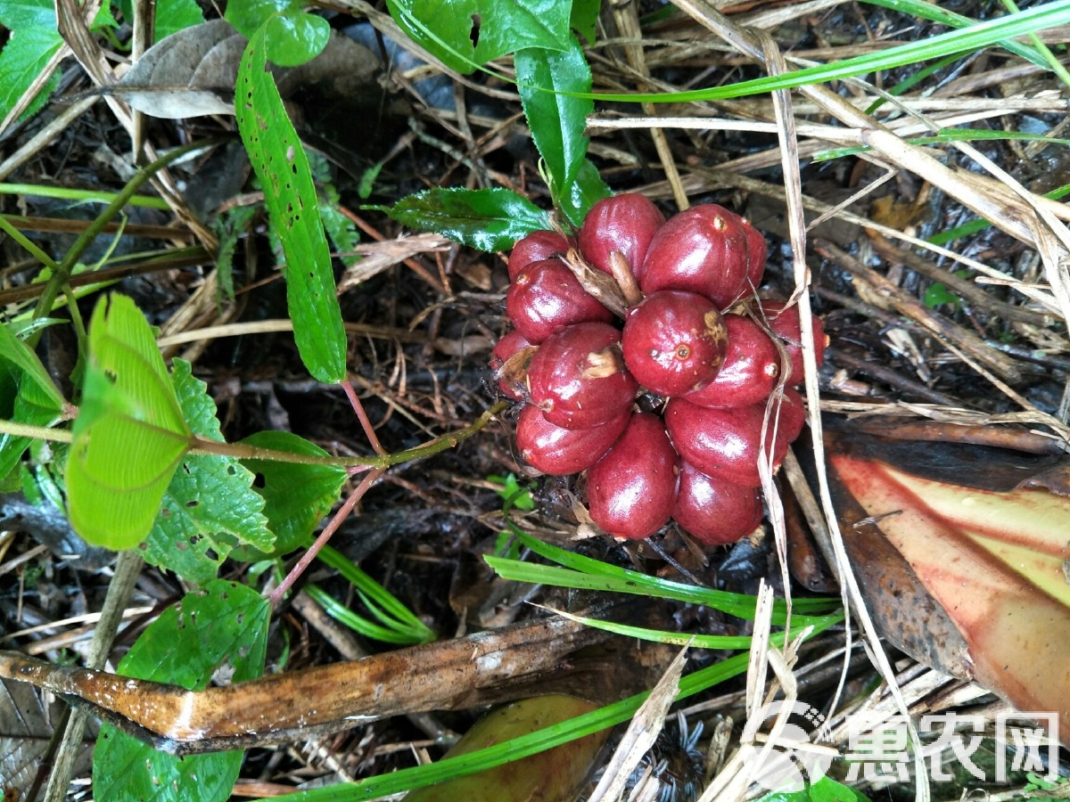 草果价格