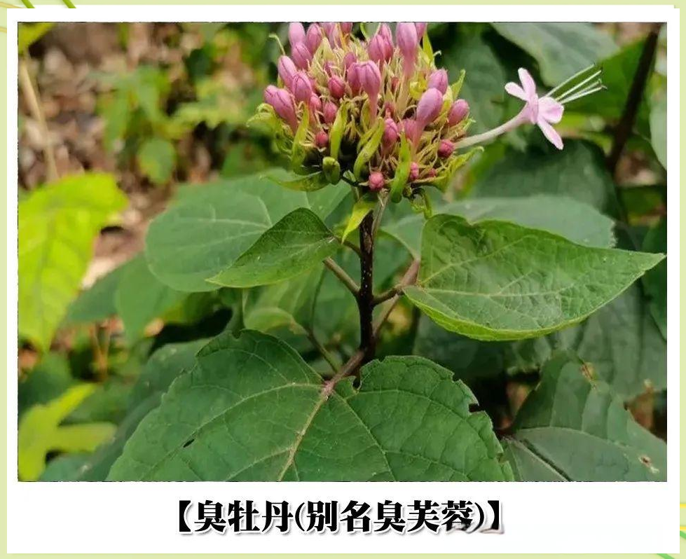 古代欧洲人的避孕法?...