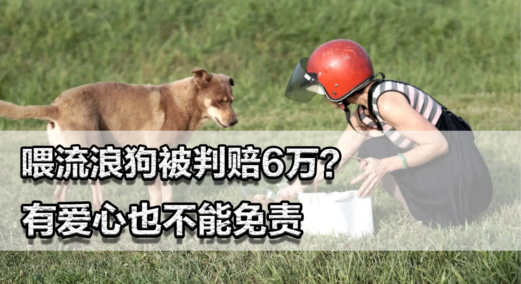 印度3000万流浪狗的生与死？...