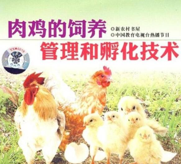 肉鸡养殖技术
