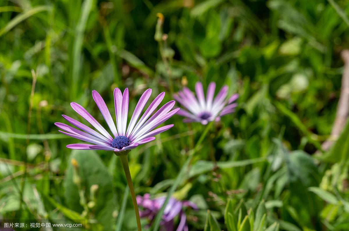 速冻的微观世界,看清生命的细节?...