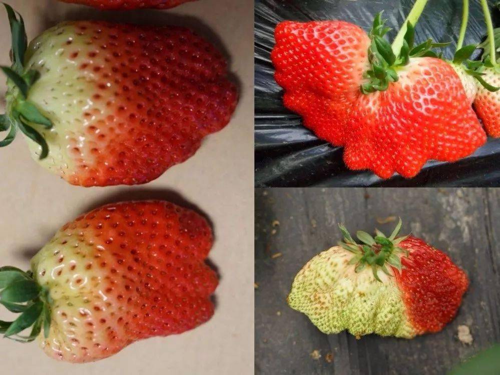草莓农药问题是真的吗?...