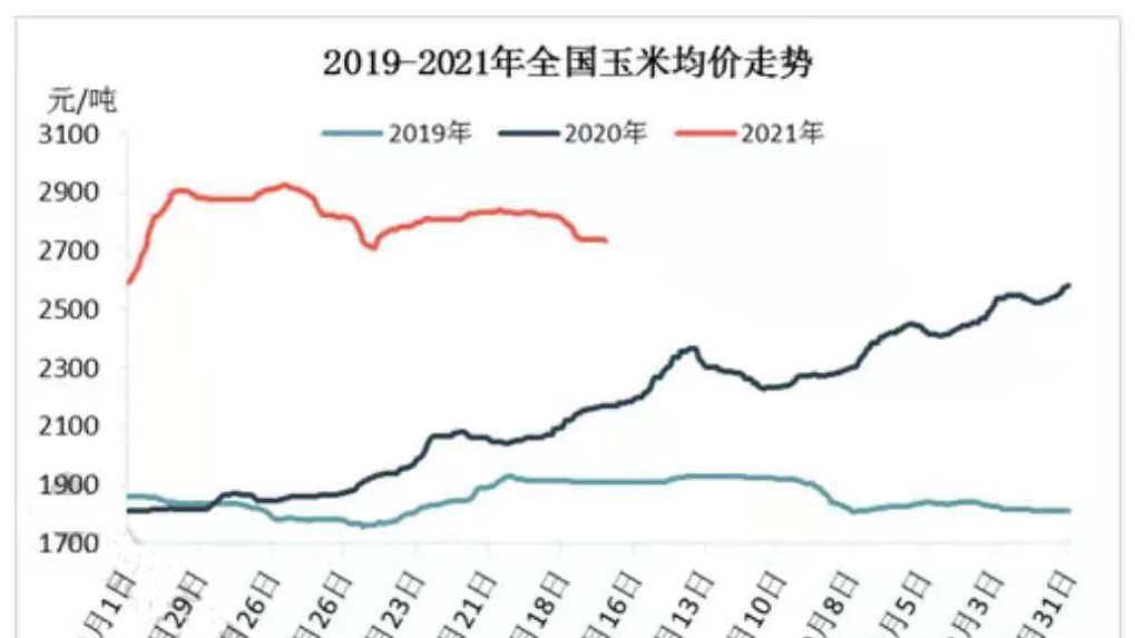 山东玉米价格现状 新粮冲击和市场波动原因分析