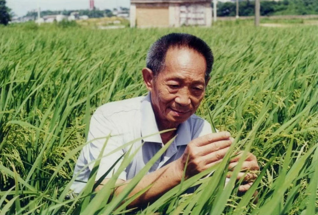 袁隆平的传奇人生 杂交水稻之父到底是谁