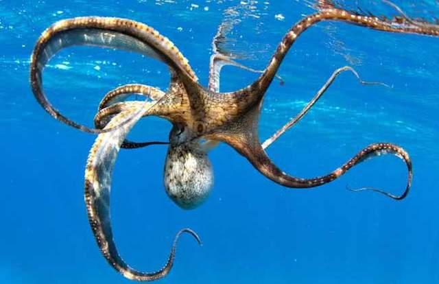 为什么有人认为章鱼不是地球生物?...