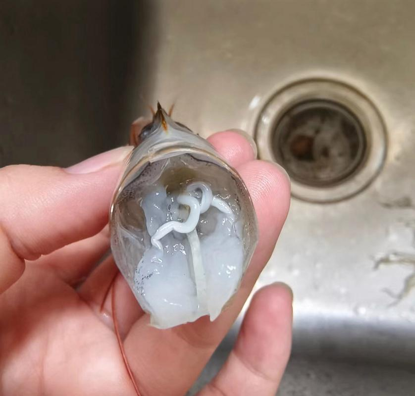 虾有寄生虫是真的吗 如何彻底消灭虾中寄生虫