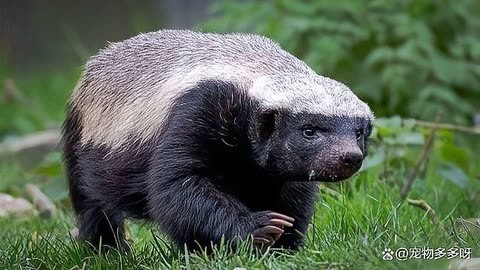 野生动物同类相残很常见,但你知道动物也会“自残”吗...