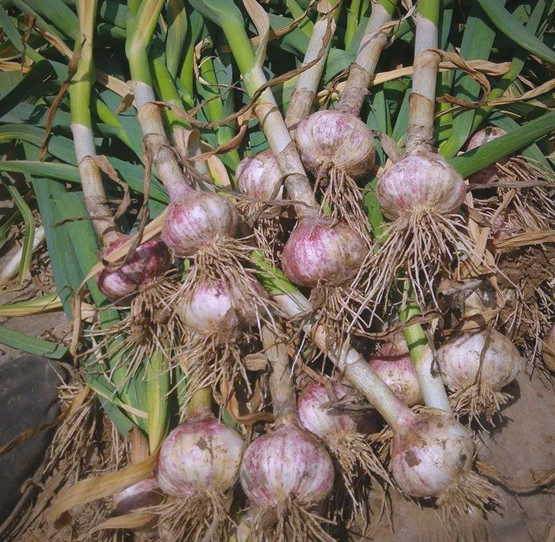 中牟特产有哪些 中牟大蒜种植区有啥计划