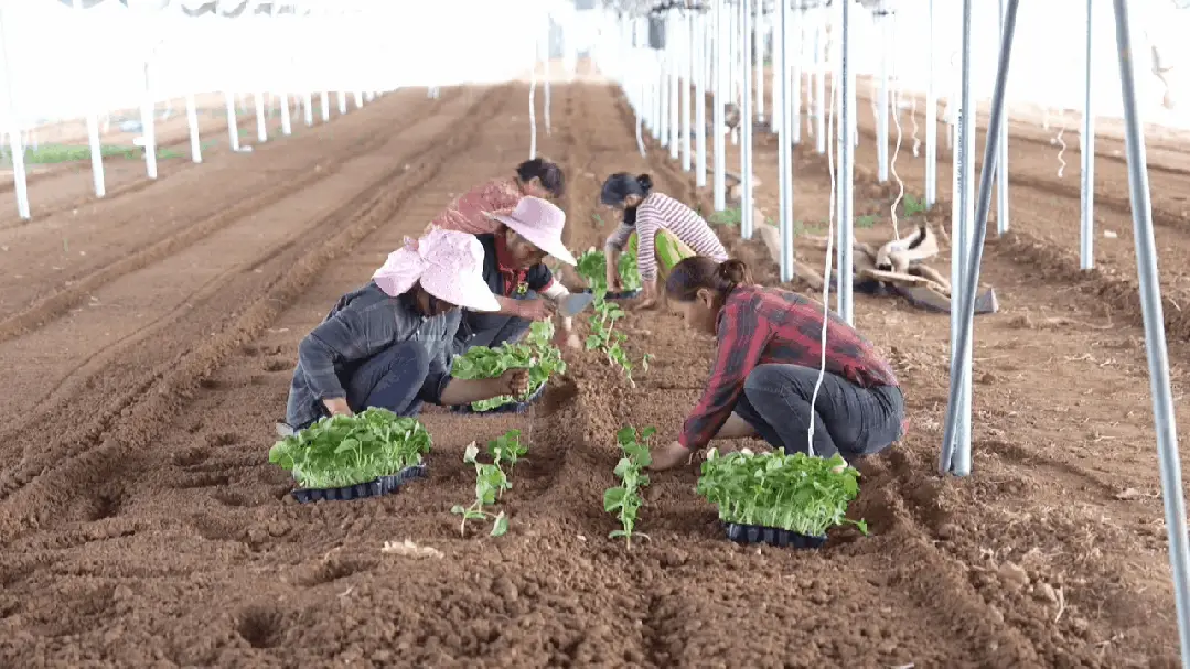 “吃瓜群众”,你有哪些不了解的西瓜旅行记?...