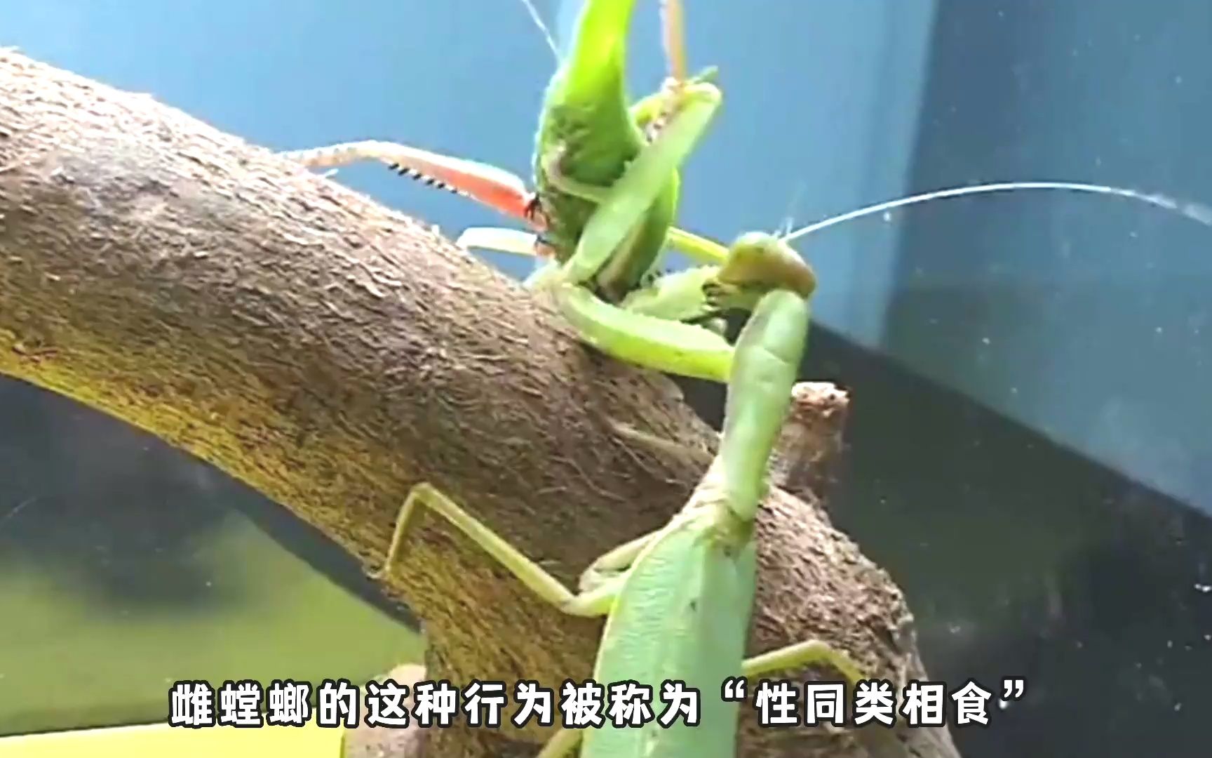 螳螂交配后公螳螂被吃掉 公螳螂是自愿牺牲吗