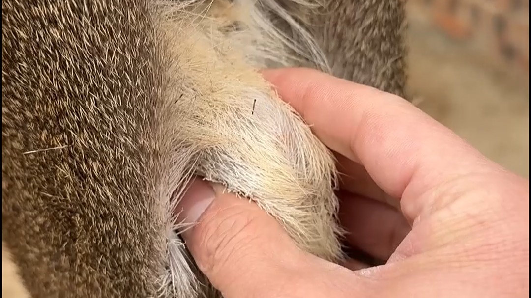 为什么尼泊尔的动物们活出了神的味道?...