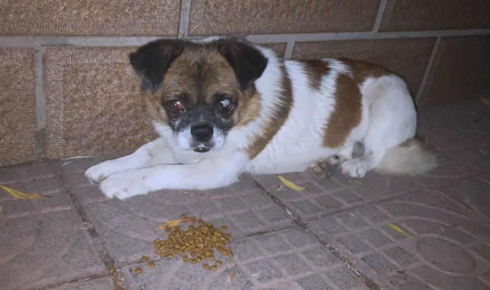 流浪狗带来的困扰 各国如何应对流浪狗问题