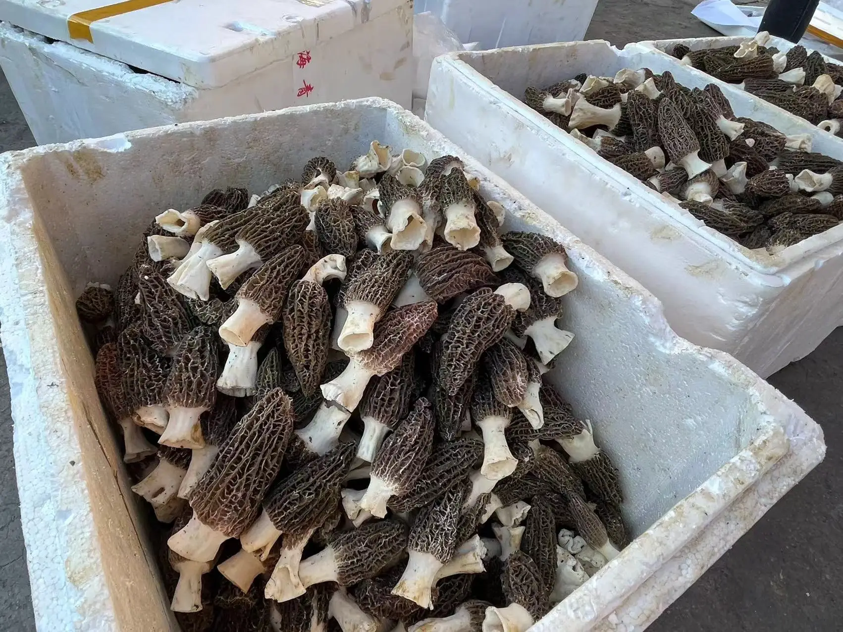 羊肚菌价格多少钱一斤 巴楚蘑菇多少钱一公斤