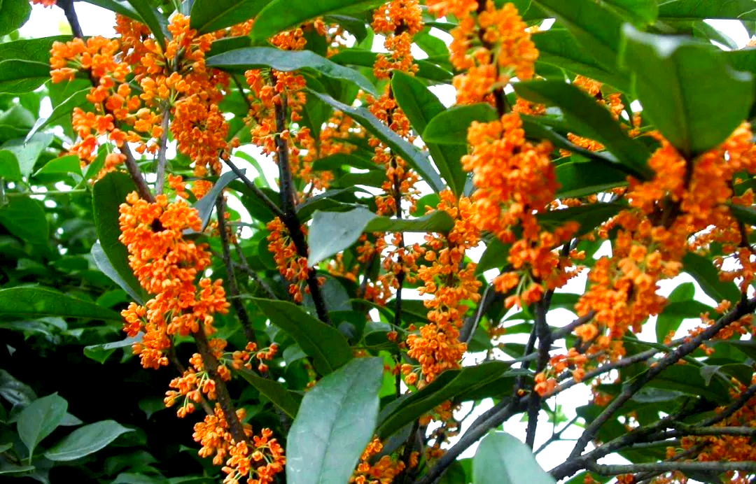 桂花树种植技术