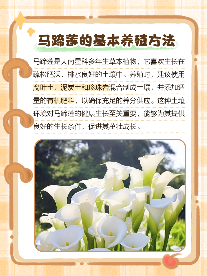 马蹄莲的养殖方法