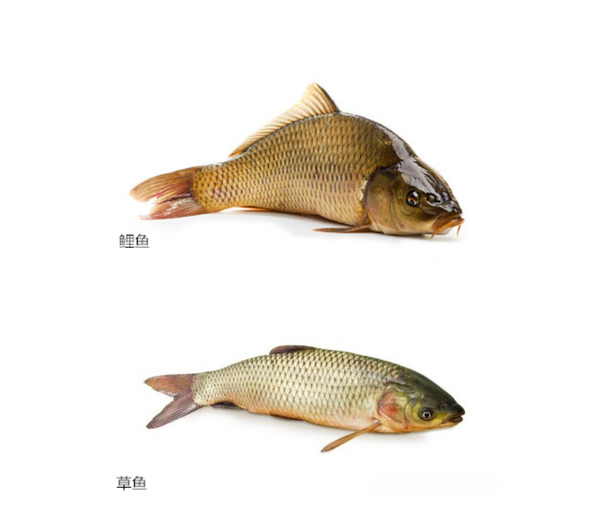 草鱼养殖技术有哪些 红草鱼怎么养殖技术