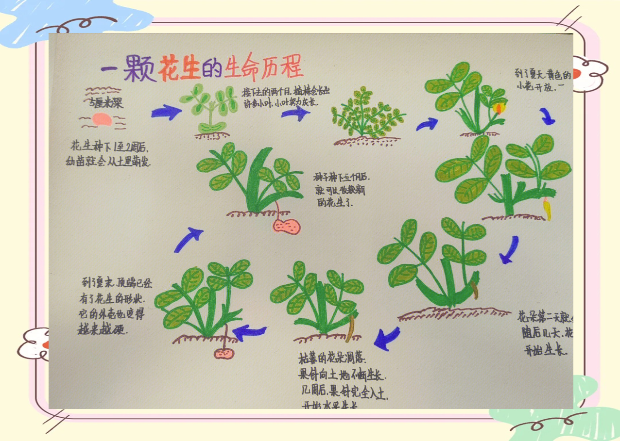 花生种植技术