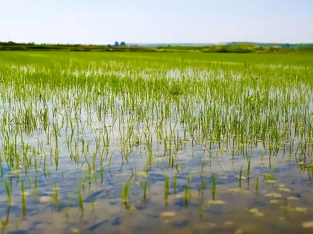 奇特水稻品种有哪些 海水稻和巨人稻的特点