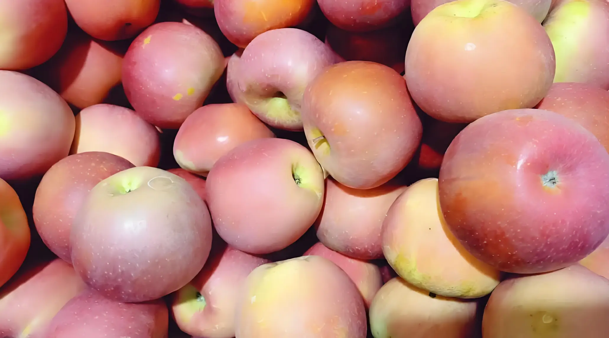 苹果手机论坛哪个最好 最受欢迎的iPhone论坛推荐