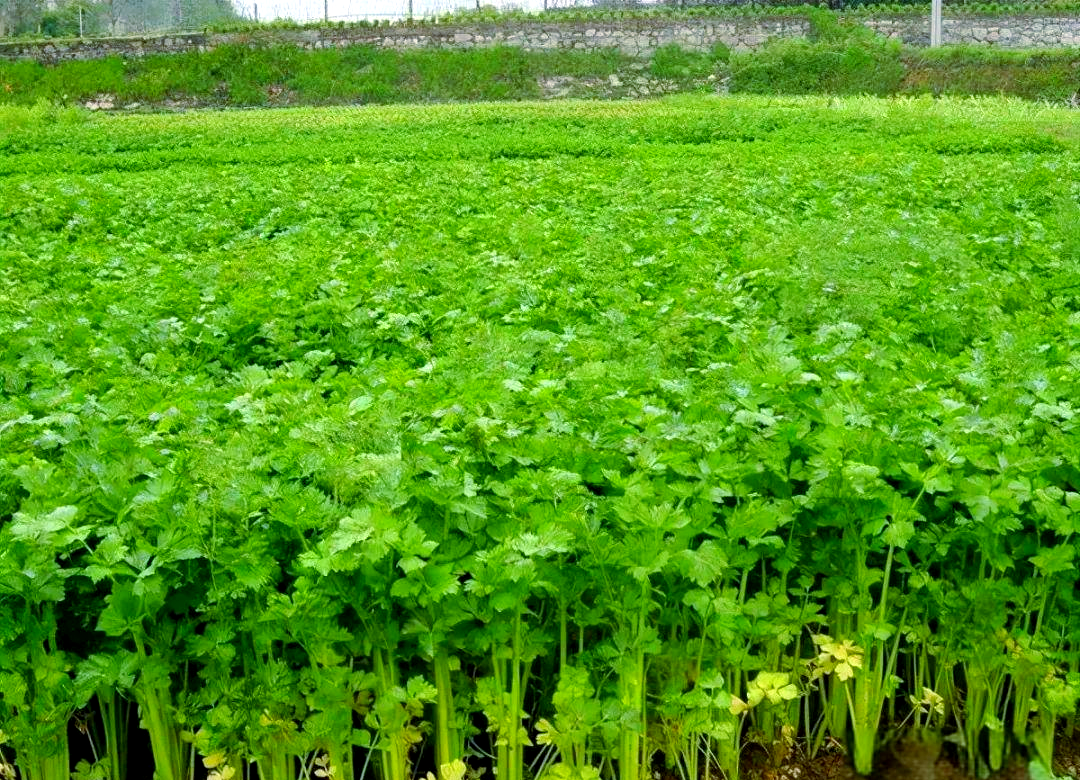 水生蔬菜有哪些 水培蔬菜的弊端有哪些