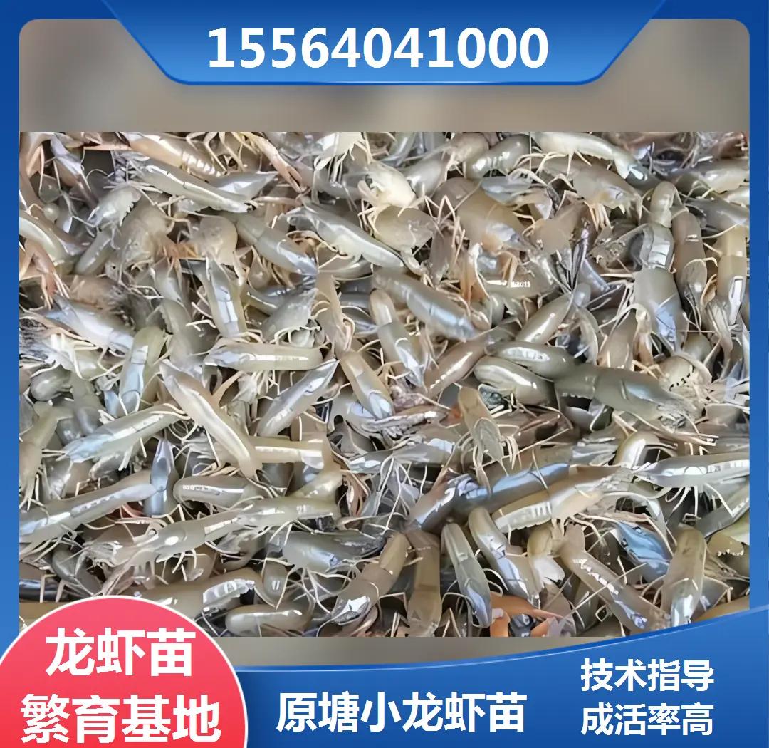 养龙虾怎么养最好 龙虾养殖技术及方法