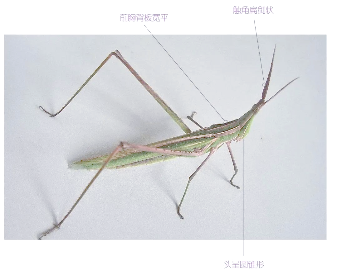 新冠病毒尚未离去,千亿蝗虫又逼近边境,蝗虫会携带病...