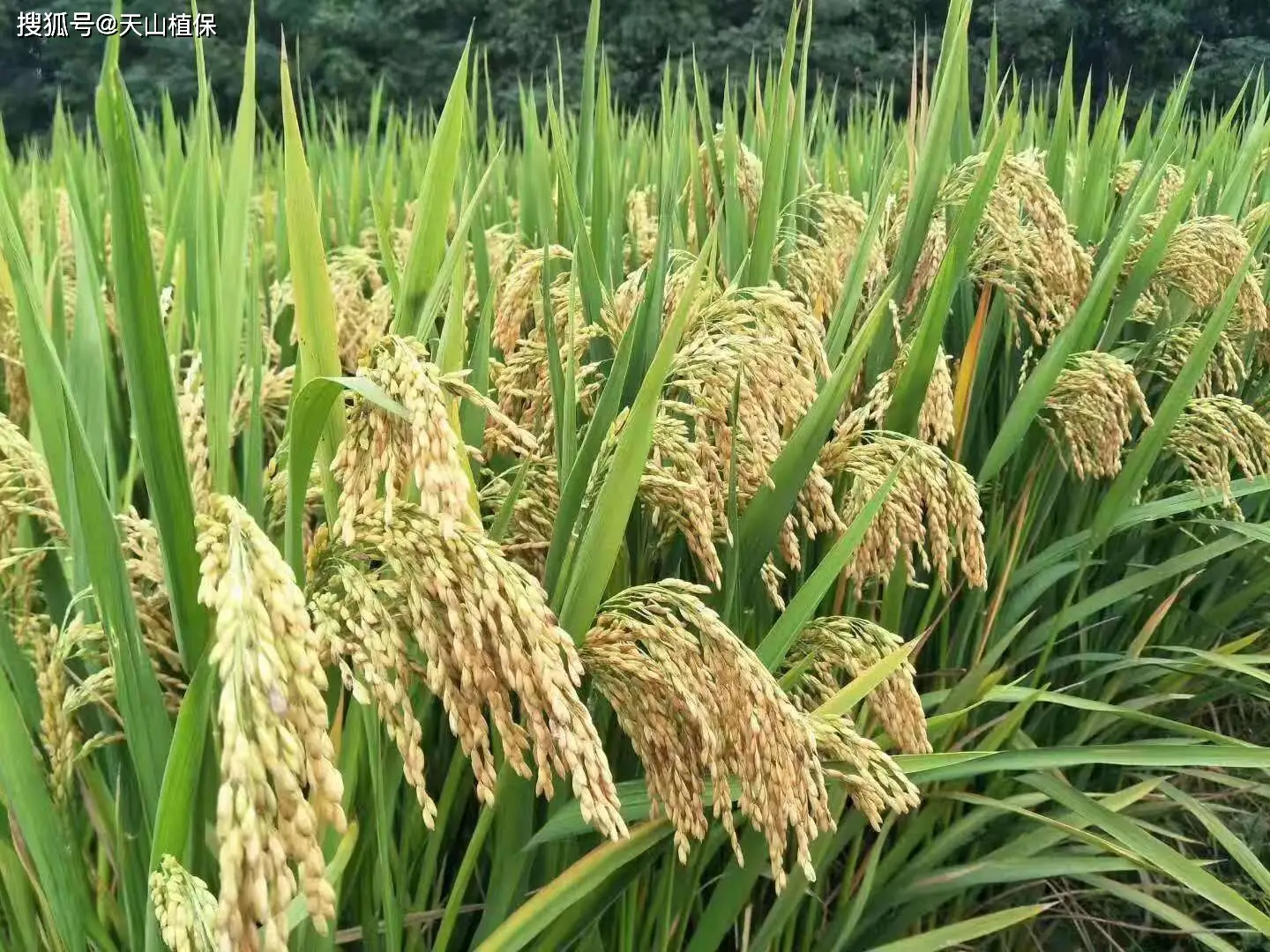 杂交水稻什么时候问世