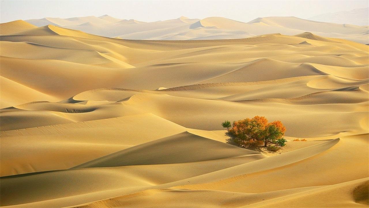 世界上最大的沙质荒漠撒哈拉能改造吗？...