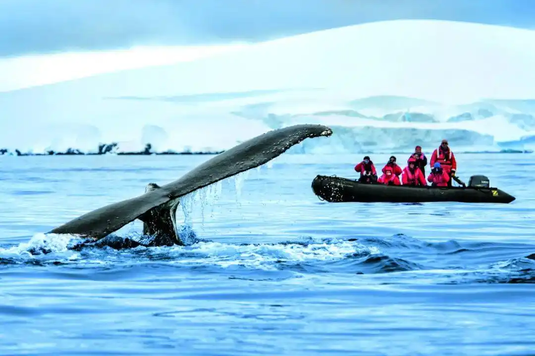 生活在南极，我真的太“南”了...