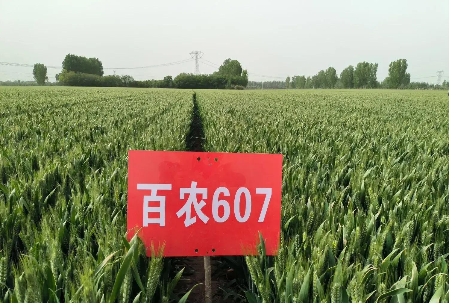小麦