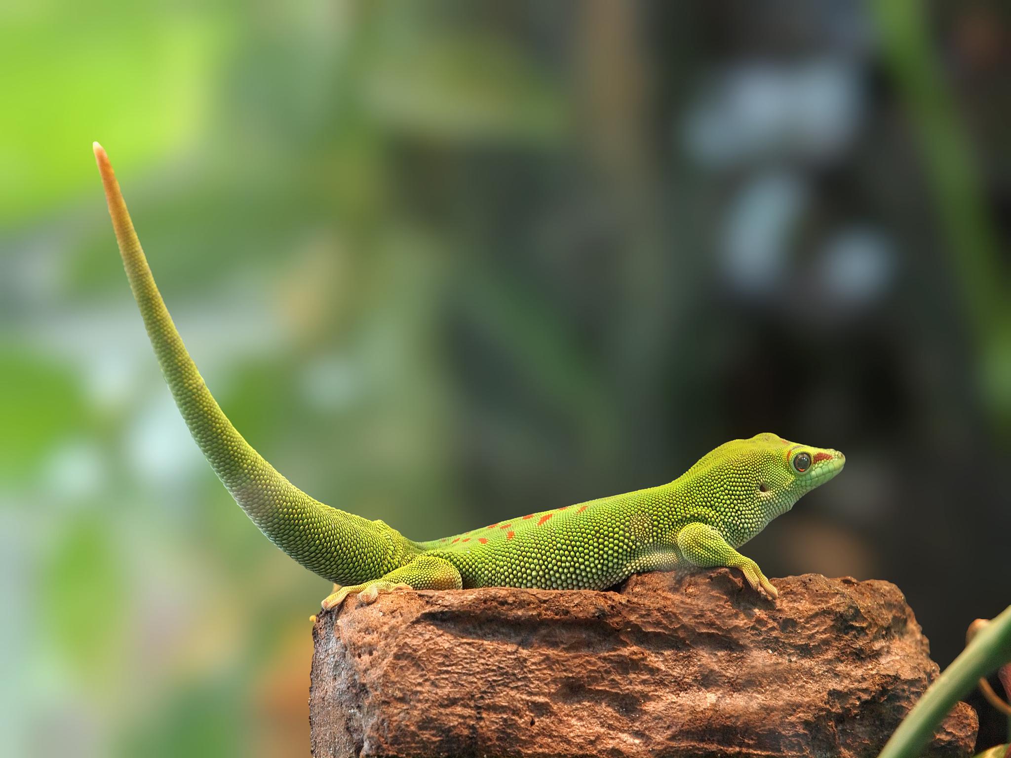 壁虎的单眼立体视力有什么奥妙?...