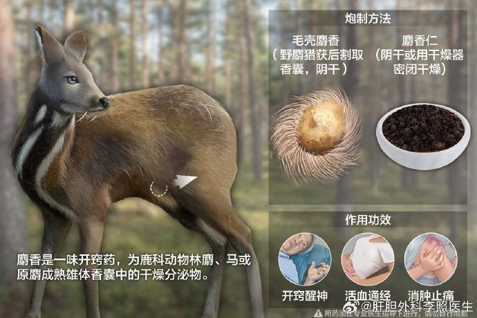 麝香动物来源与功效 尼泊尔特色与危险动物